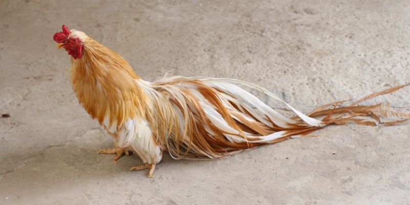 Giới thiệu đá gà Malaysia