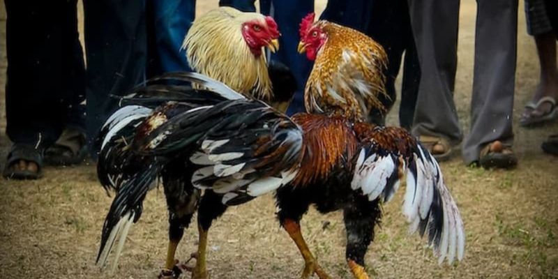 Hướng dẫn chơi đá gà Mã Lai đúng cách